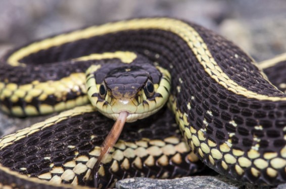 Երևանում և Ագարակ գյուղում փրկարարները բռնել են 1 շահմար, 1 սահնօձ և 1 գյուրզա