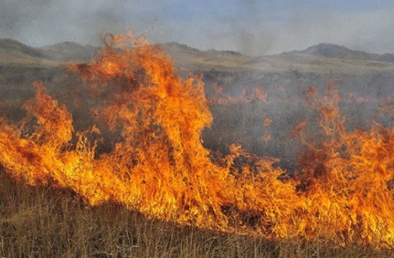 Վայոց ձորի մարզի Սարավան գյուղում այրվում է անտառածածկ տարածք