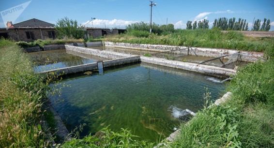 Правительство Армении намерено ограничить работу рыбных хозяйств – газета