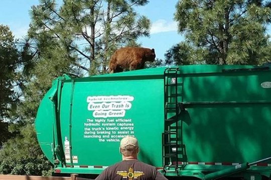 ԱՄՆ-ում վայրի արջը շրջել է աղբատարի տանիքին