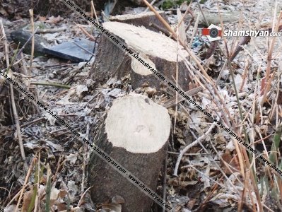 «Քոքից կտրել են». Երեւանում եւ Արմավիրում ծառեր են հատվել