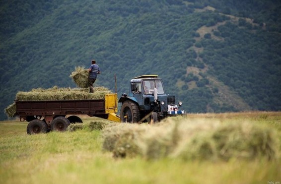 Հայտնի են գյուղատնտեսության ապահովագրության պայմանագրերի կնքման ժամկետները