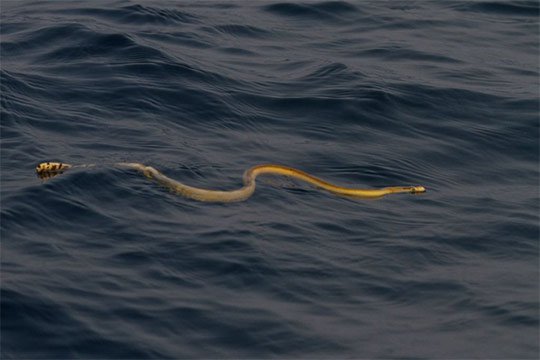 Գիտնականները պատմել են թունավոր օձի անհավանական ընդունակությունների մասին