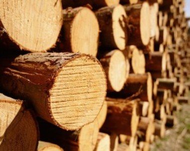 Հայաստանից փայտանյութի արտահանումը երրոդ երկրներ արգելվեց. Այն կգործի առնվազն 6 ամիս