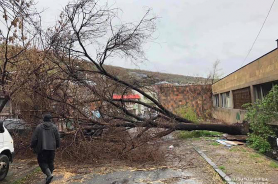 Քամու հետևանքով Երևանի Կենտրոն վարչական շրջանում փտած ծառեր են շրջվել