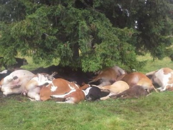 Թեխասում կայծակից 19 կով է սպանվել