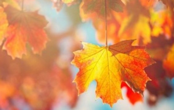 Երեւանում սեպտեմբերին սպասվում է +20-21 աստիճան ջերմություն. Հայհիդրոմետ