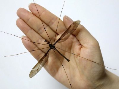 Самый большой в мире комар, которого поймали в Китае