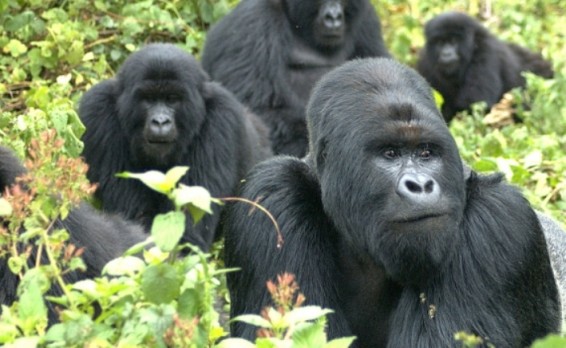 Արևելյան գորիլաներն անհետացման եզրին են
