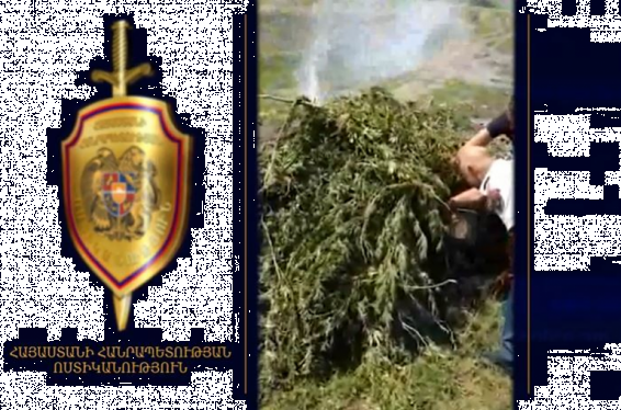 Oգոստոսի 22-ից 24-ը ոստիկանները հայտնաբերել և այրելով ոչնչացրել են 4 տոննա 63 կիլոգրամ կանեփի վայրի աճած զանգված