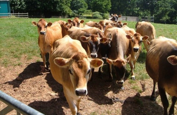 Սիսիանում գրանցվել են խոշոր եղջերավորների հիվանդության դեպքեր