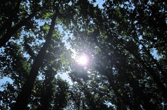 Օրվա խորհուրդը