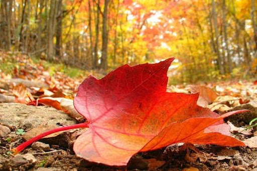 Օդի ջերմաստիճանն աստիճանաբար կբարձրանա