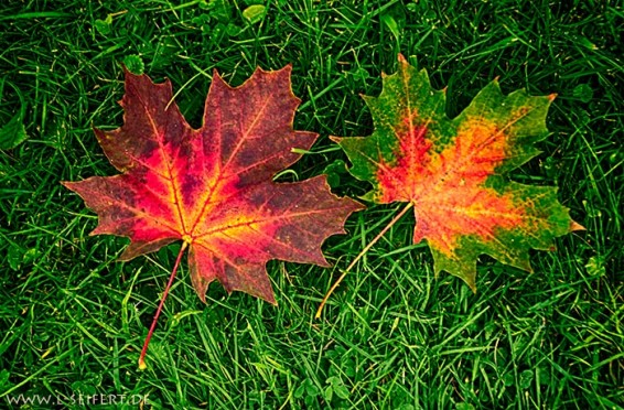 Եղանակը Հայաստանում