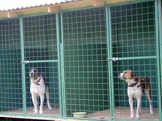 Սինգապուրցին վեց շաբաթով ազատազրկվել է կենդանիների նկատմամբ անպատասխանատու վերաբերմունքի համար