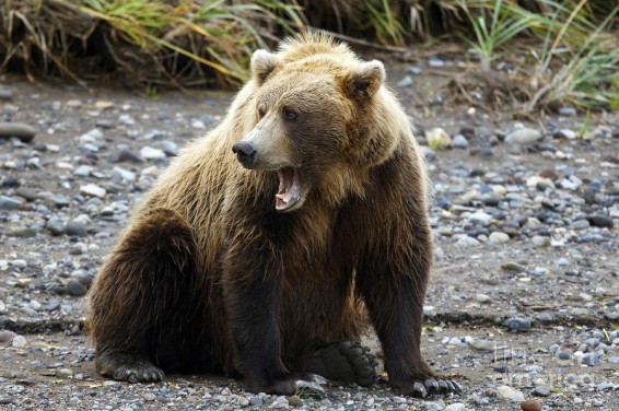 Լեհաստանի կենդանաբանական այգում արջը Երկրորդ համաշխարհային պատերազմից պահպանված լիցք է գտել