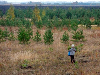 В восстановлении лесов увидели опасность для человечества