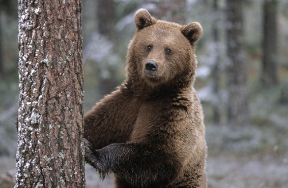 Վայոց ձորի մարզում արջը մտել է անասնագոմ