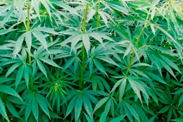 «Կանեփ-կակաչ-2016». Ոչնչացվել է 1254 կգ վայրի աճած կանեփի կանաչ զանգված