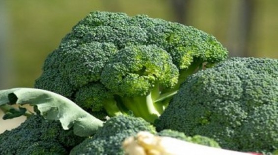 Ճապոնացի գիտնականները պարզել են բրոկոլիի զարմանահրաշ հատկությունը