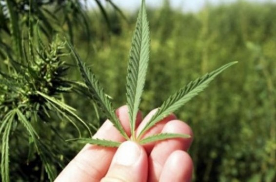 ՀԱՊԿ երկրները չեն դիտարկում թեթեւ թմրանյութերը օրինականացնելու հնարավորությունը