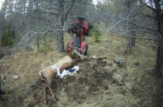 ԱՄՆ-ում որսորդը հյուսիսային եղջերու է սպանել, ընկել դրա պոզերի վրա ու ծանր վնասվածք ստացել