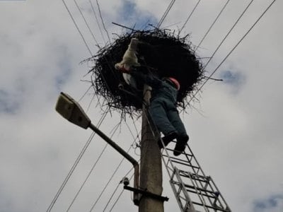 Արագիլի ձագը կախվել էր բնից. օգնության են հասել փրկարարները