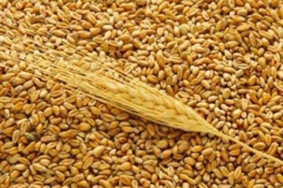 Հայաստանը ԵՄ-ի գումարների հաշվին ցանկանում է հրաժարվել ռուսական ցորենից՝ հօգուտ Ուկրաինայի. ՌԴ ԱՀԾ