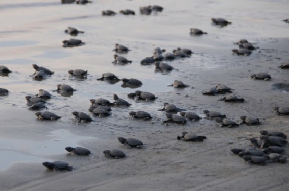 Մեքսիկայում 8 հազար նորածին կրիա է բաց թողնվել ծովափ