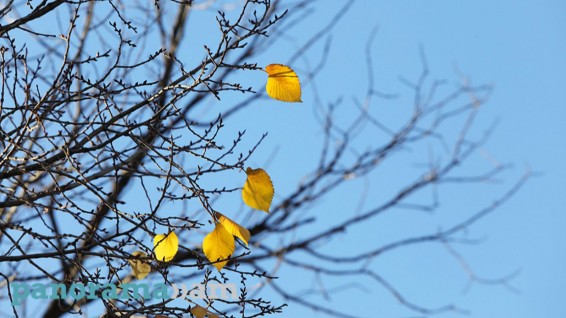 Սպասվում է քամու ուժգնացում