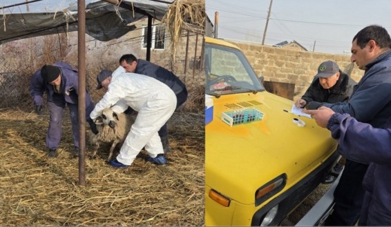 Սկսվել են մանր եղջերավոր կենդանիների արյունառման աշխատանքները