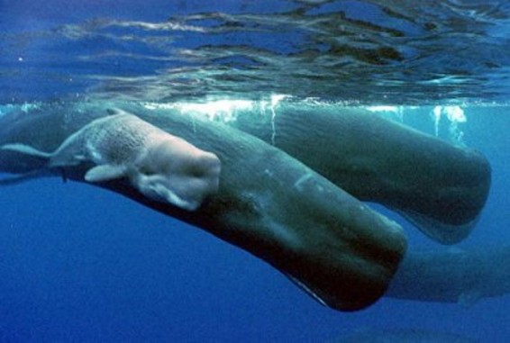 Սենա գետում, 14 մ երկարությամբ կաշալոտի լեշ են գտել