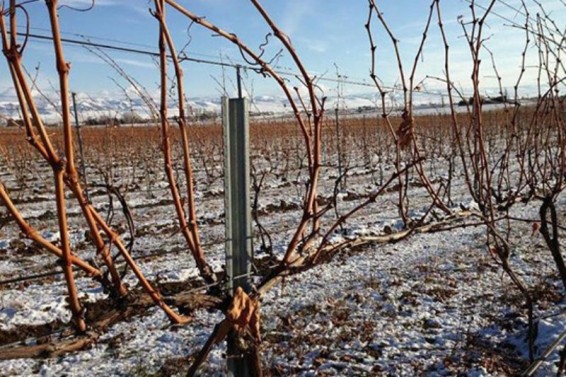 Գյուղնախարարությունը հորդորում է սեղմ ժամկետում ավարտել այգեթաղը