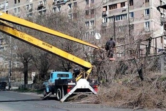 Շարունակվում է ծառերի էտը և ձևավորումը