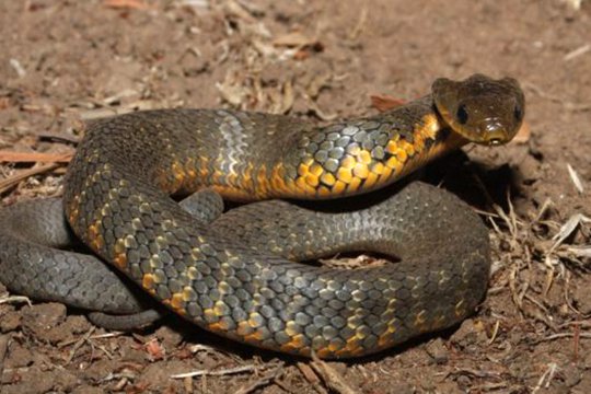 Ավստրալուհին տոնածառի վրա 1 մետր երկարությամբ թունավոր օձ է հայտնաբերել