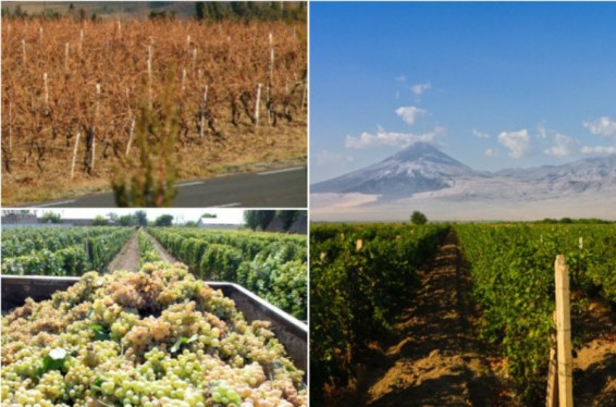 Այգեթաղ չարված խաղողի որոշ տեսակներ ցրտահարության վտանգի առաջ են. գյուղատնտեսության փոխնախարար