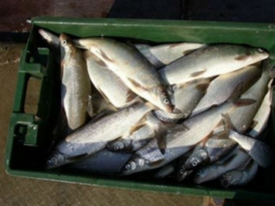 Դեկտեմբերին Հայաստանում առգրավվել է մոտ 2900 կգ սիգ