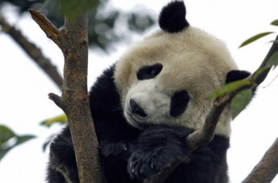 Չինաստանում սատկել է աշխարհի ամենածեր արու պանդան