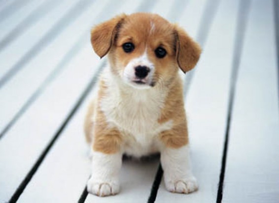 Իռլանդիայում կոչ են արել Սուրբ Ծնունդին կենդանիներ չնվիրել