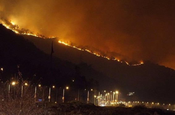 Տրապիզոնում գրեթե ամբողջությամբ այրվել է հայտնի Չամբուրնու անտառը, ժողովուրդը մեղադրում է իշխանություններին