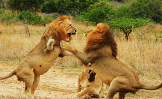 Հորդանանում առյուծները հոշոտել են անասնաբույժին և նրա օգնականին