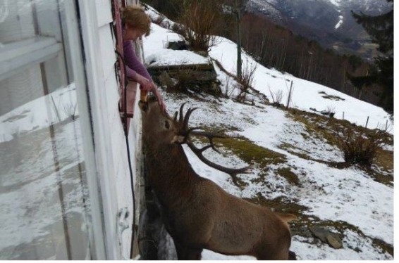 Եղջերուն ձմռանն ամեն օր այցելում է Նորվեգիայի բնակչուհուն՝ թխվածքաբլիք համտեսելու