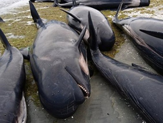 Նոր Զելանդիայում կրկին շուրջ 200 սեւ դելֆիններ են ափ նետվել