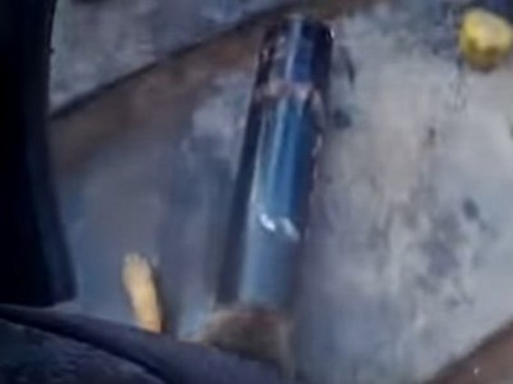 Հրշեջները փրկել են շանը, որի գլուխը խցանվել էր պողպատե խողովակում