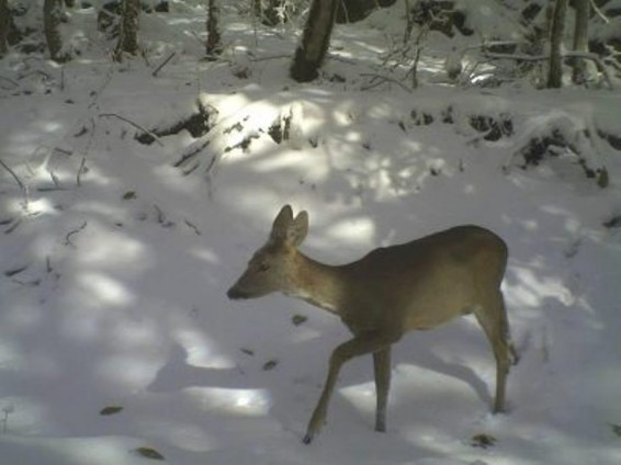 Արգելոցներում հանդիպել են եվրոպական այծյամ, շնագայլ, աղվես, փորսուղ եւ աքիս