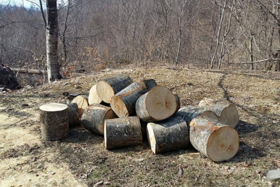 Ազգային պարկը չի կարողանում կանխել գյուղացիների կողմից կատարվող ծառահատումները