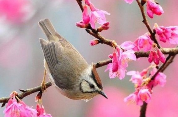 Առաջիկա 3 օրերին սպասվում է առավելապես առանց տեղումների եղանակ