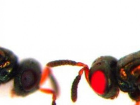 Գիտնականները ստեղծել են կարմիր աչքերով իշամեղու-մուտանտներ