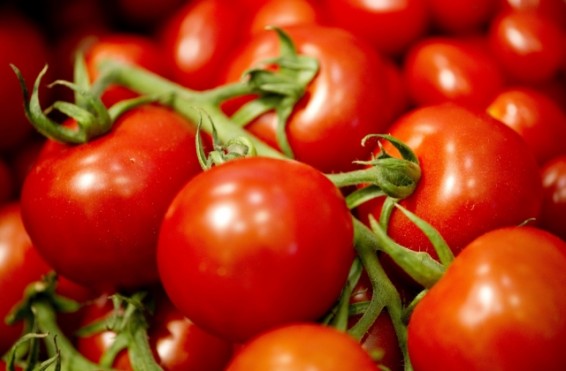 Այս տարի Թուրքիայից լոլիկ չի ներկրվել Հայաստան. ՍԱՊԾ-­ն անդրադարձել է թուրք արտադրողի հայտարարությանը