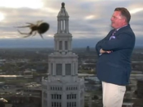 Ամերիկացի հաղորդավարը «հսկա» սարդից վախեցել է ուղիղ եթերում